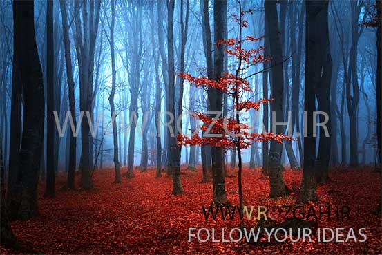 Autumnal foggy forest