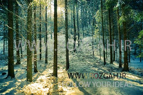 Morgensonne im Winterwald
